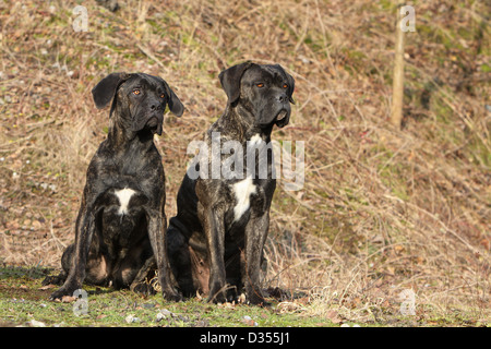 Dog Cane Corso / Italian Molosser  two adults sitting in a meadow Stock Photo