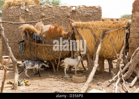 Barsalogho, Burkina Faso, May 2012: Goats in a household compound. Stock Photo