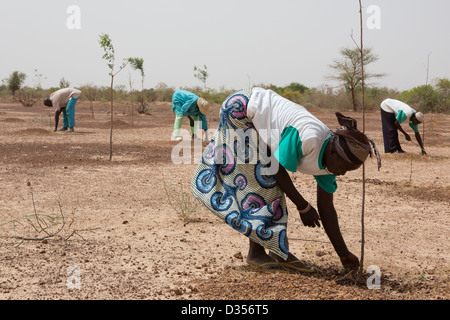 Barsalogho, Burkina Faso, May 2012: Villagers planting moringa trees that produce highly nutritious leaves. Stock Photo