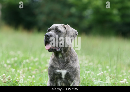 Dog Cane Corso / Italian Molosser   young portrait Stock Photo