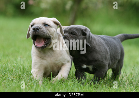 Dog Cane Corso / Italian Molosser  two puppies different colors playing in a garden Stock Photo