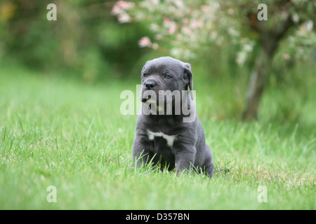 Dog Cane Corso / Italian Molosser  puppy sitting in a garden Stock Photo