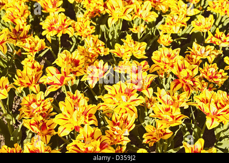 Fresh tulips in warm sunlight Stock Photo