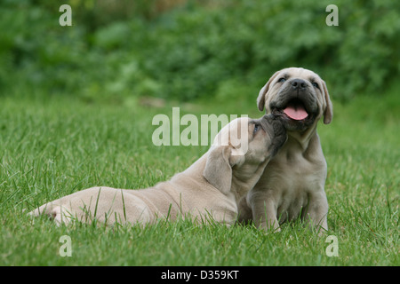 Dog Cane Corso / Italian Molosser  two puppies in a garden Stock Photo