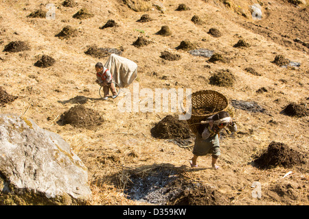 A young girl carrying loads of Oxen muck to fertilize terraces in Nepal Stock Photo