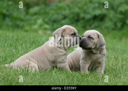 Dog Cane Corso / Italian Molosser  two puppies sitting in a garden Stock Photo