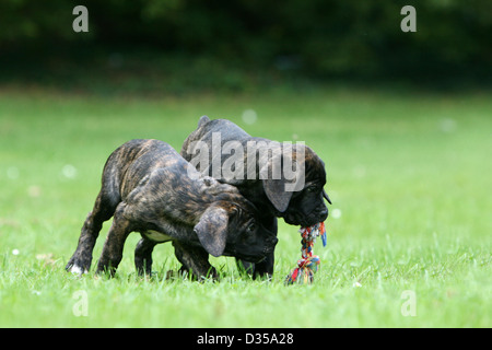 Dog Cane Corso / Italian Molosser  two puppies different colors playing in a park Stock Photo
