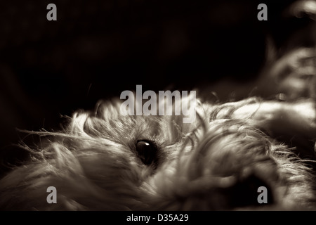 Dog (Havanese) lying in half-profile in B / W Stock Photo