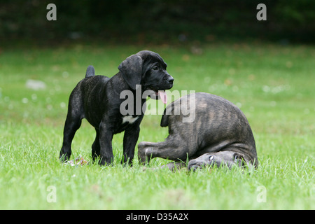 Dog Cane Corso / Italian Molosser  two puppies different colors playing in a park Stock Photo