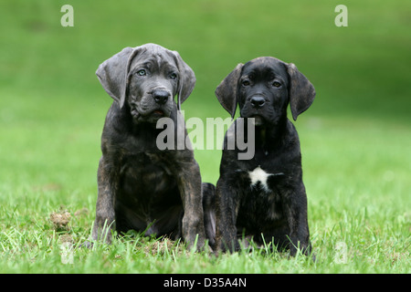Dog Cane Corso / Italian Molosser  two puppies different colors sitting in a park Stock Photo