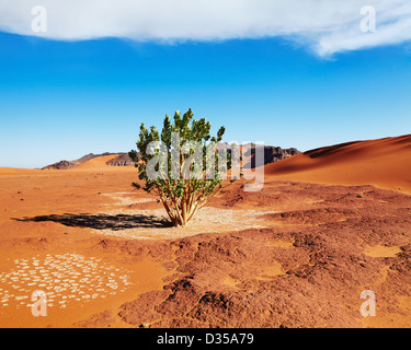 Single tree in Sahara Desert, Algeria Stock Photo
