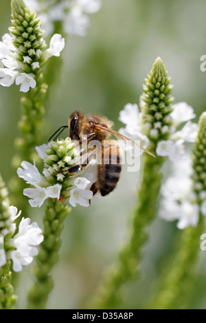 Honey bee on Verbena hastata 'Alba' Stock Photo