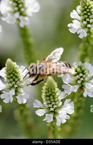 Honey bee on Verbena hastata 'Alba' Stock Photo
