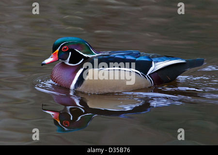 Male wood duck swimming on the water with reflection Stock Photo