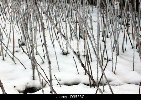 Rubus cockburnianus, ornamental bramble in winter snow. Surrey England UK Stock Photo