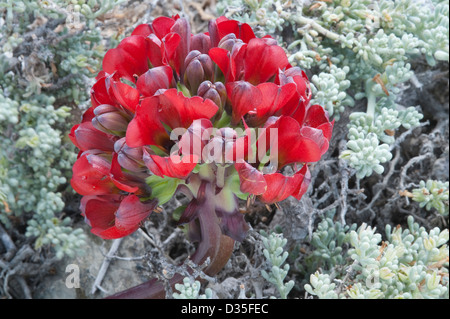 Garra de Leon or Lions Claw (Leontochir ovallei) flower near Totoral Atacama (III) Chile, South America Stock Photo