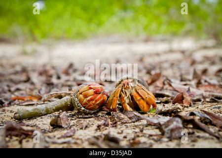 Hermit Crabs on a beach in Galapagos Islands Ecuador Stock Photo