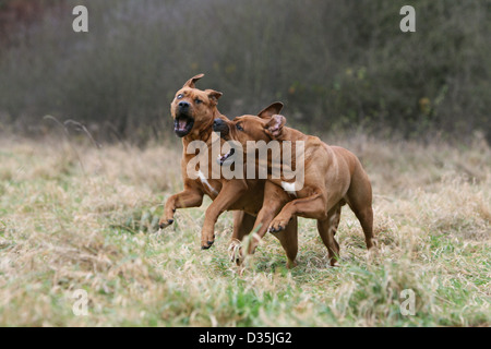 Dog Tosa Inu / Japanese Mastiff  two adults running in a meadow Stock Photo