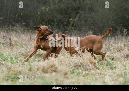 Dog Tosa Inu / Japanese Mastiff  two adults running in meadow Stock Photo