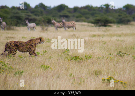 cheetah namibia stalking etosha across