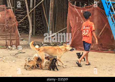 Boy with his dog and puppies in Kompong Pluk (Phluk), a group of three stilt house villages  near Siem Reap, Cambodia Stock Photo
