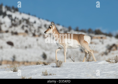 Stock photo of a pronghorn doe standing on a snowy ridge Stock Photo