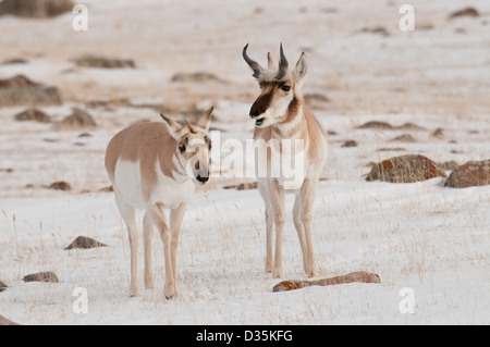 Stock photo of a pronghorn doe walking past a buck on a  snowy field. Stock Photo