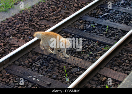 A cat walking on a railway track of Kominato Line Youroukeikoku station Chiba Japan Stock Photo