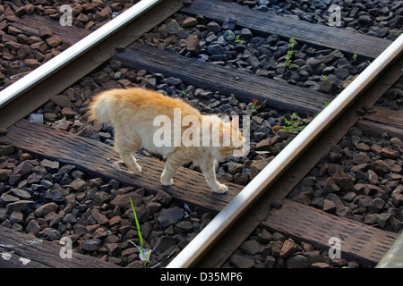 A cat walking on a railway track of Kominato Line Youroukeikoku station Chiba Japan Stock Photo