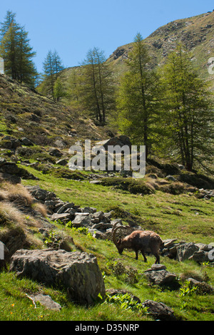 Adult steinbock ( Alpine Capra ibex ) eating grass in Gran Paradiso National Park, italian Alps, Italy Stock Photo