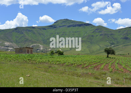 Farmhouse and field of crops in the hilly landscape of the Butha-Buthe region of Lesotho. Stock Photo