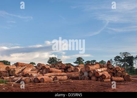 CONGO, 27th Sept 2012: Tree trunks in a logging concession's timber yard awaiting cutting before being shipped out of the country for export. Stock Photo