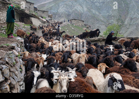 Yaghnobi shepherds during their annual migration to the high-altitude pastures, in Tajikistan Stock Photo