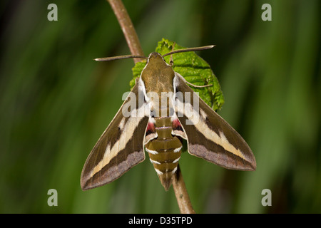 Bedstraw Hawk-Moth Gallium Sphinx Hyles gallii Labkrautschwaermer Stock Photo