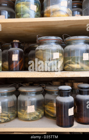 Dead fish in jars. Stock Photo