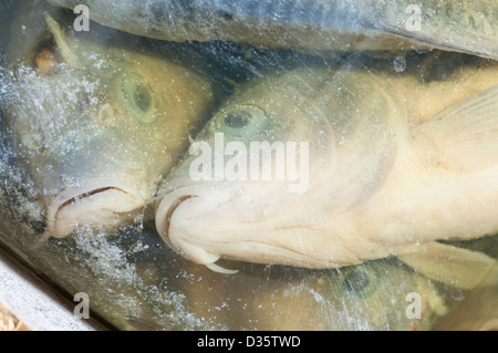 Dead fish in jar. Stock Photo