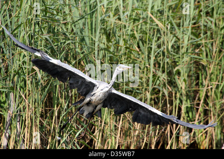 Detailed capture of a European Grey Heron (Ardea cinerea) in flight after take off Stock Photo
