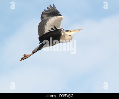 Detailed capture of a European Grey Heron (Ardea cinerea) in flight Stock Photo