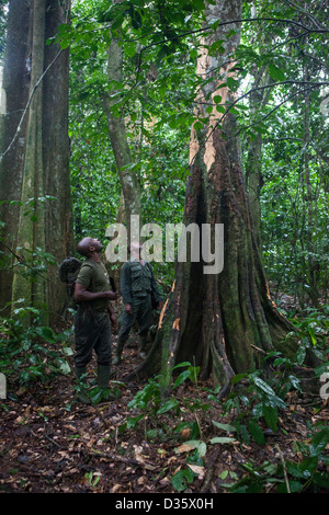 CONGO, 29th Sept 2012: Ecoguards in Messok Dja National Park look at tree bark stripped from a tree by elephants on this elephant trail. Stock Photo