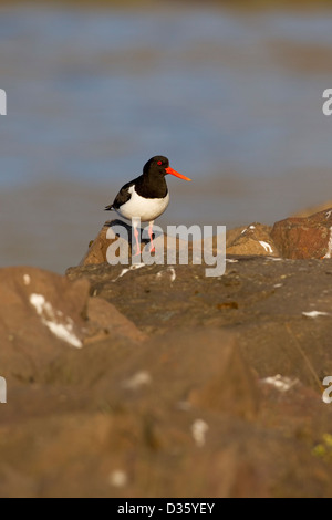 Oystercatcher Haematopus Ostralegus perched on rocks with the sea behind on a late summer evening Stock Photo