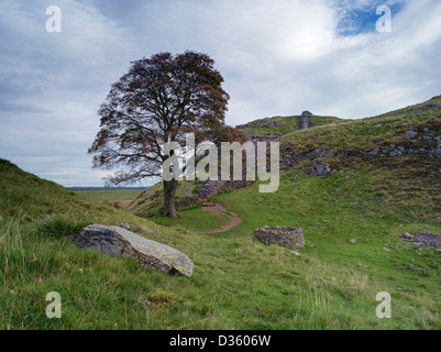 Sycamore Gap or Robin Hood’s tree on the Roman wall not far from Twice Brewed in Northumberland Stock Photo