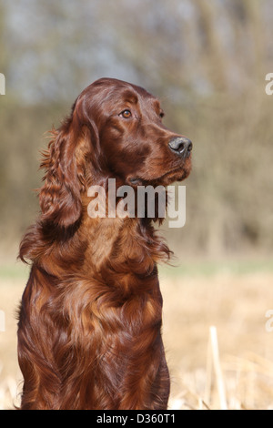 Dog Irish Setter / Red Setter adult portrait Stock Photo