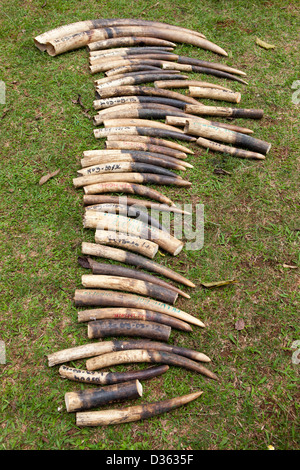CAMEROON, 3rd October 2012: Ivory confiscated by the Ministry of Forests and Wildlife from poachers and held in store. Stock Photo