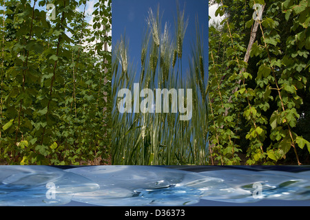 montage of hops, barley and water used in beer making Stock Photo