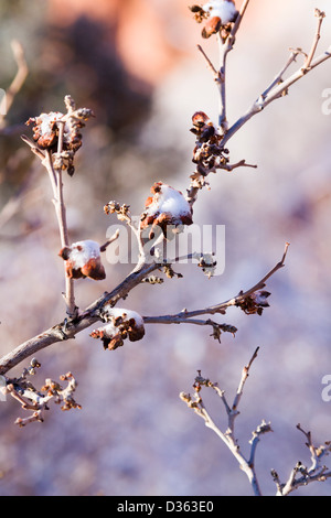 Scrub oak covered with fresh snow. Stock Photo