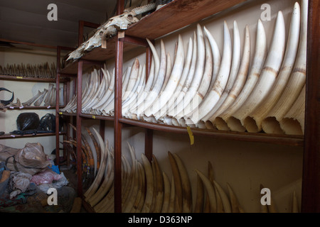 CAMEROON, 3rd October 2012: Ivory confiscated by the Ministry of Forests and Wildlife from poachers and held in store. Stock Photo