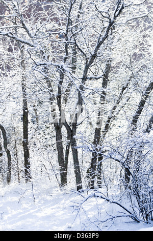 Scrub oak covered with fresh snow. Stock Photo