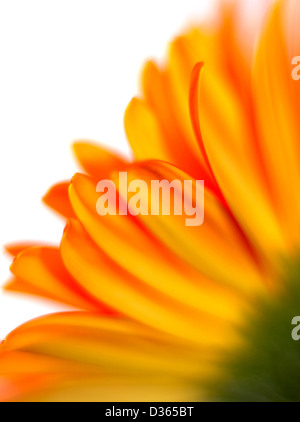 Single bright orange gerbera  Transvaal daisy, side profile, green stem to orange tips Stock Photo
