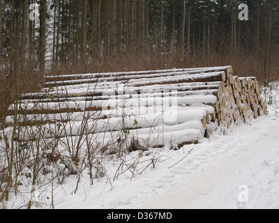 lumberyard - snowbound cut logs in the wood / Holzlager - verschneite, gefällte Baumstämme im Wald Stock Photo