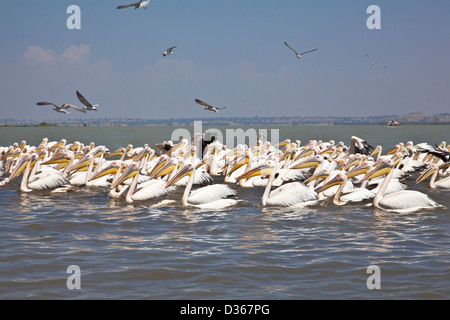 Pelicans on Lake Tana, Ethiopia Stock Photo